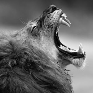 Meet your Posher, Ella